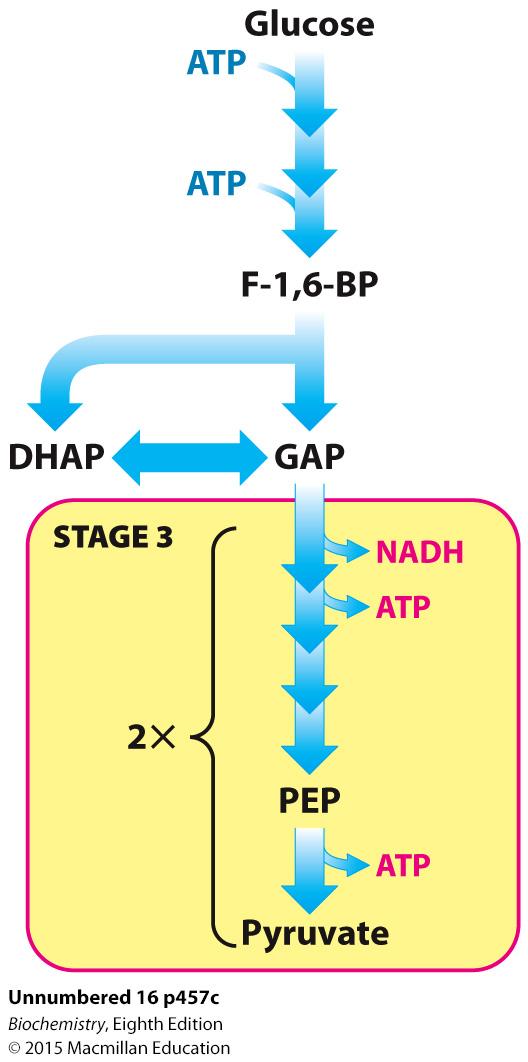 Phase two of glycolysis begins when a compound with high phosphoryl transfer potential, 1,