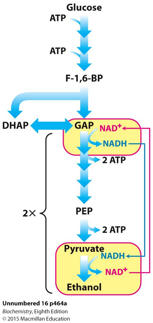 The conversion of glucose into pyruvate generates ATP, but for ATP synthesis to continue, NADH must be reoxidized to NAD +.