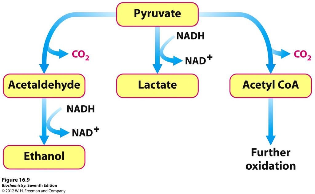 Ethanol is formed from pyruvate in yeast and other microorganisms Lactate is formed in a variery of microorganisms and also in cells