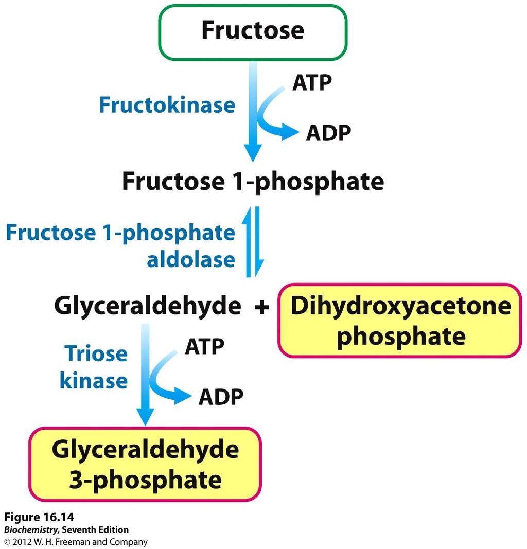 Fructose in the liver enters the glycolytic