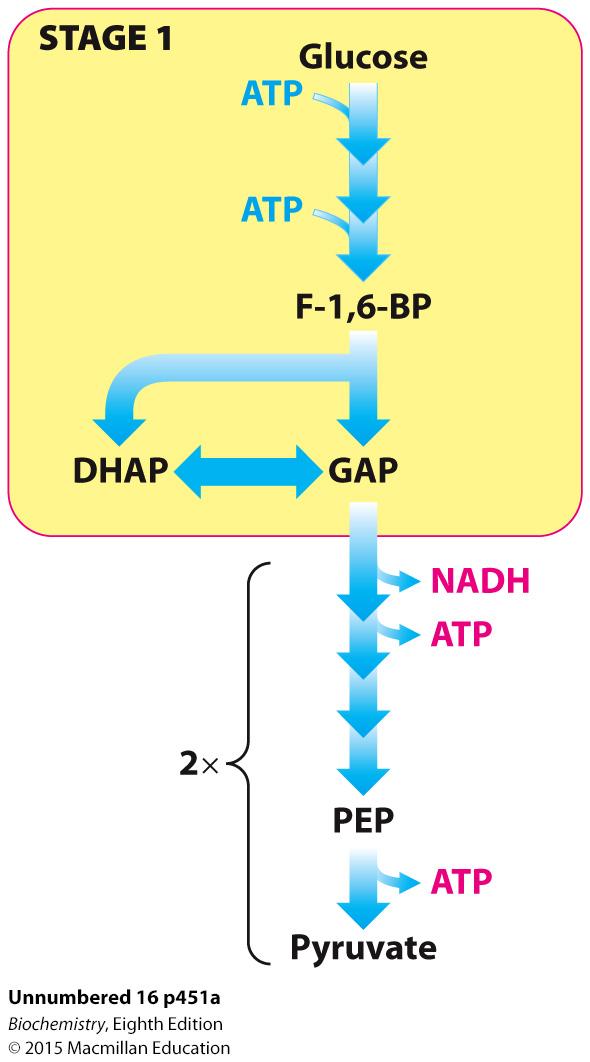 Glycolysis converts one molecule of glucose into two molecules of pyruvate with the generation of two molecules of ATP. Glycolysis can be thought of as occurring in two stages: 1.