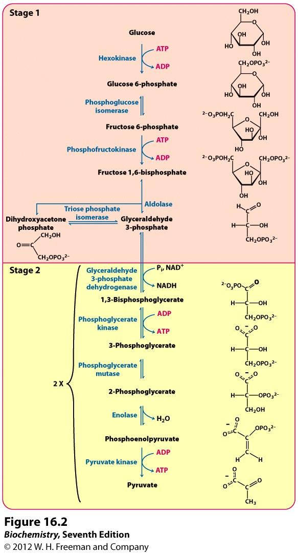 Pathway of Glycolysis The three irreversible steps of glycolysis