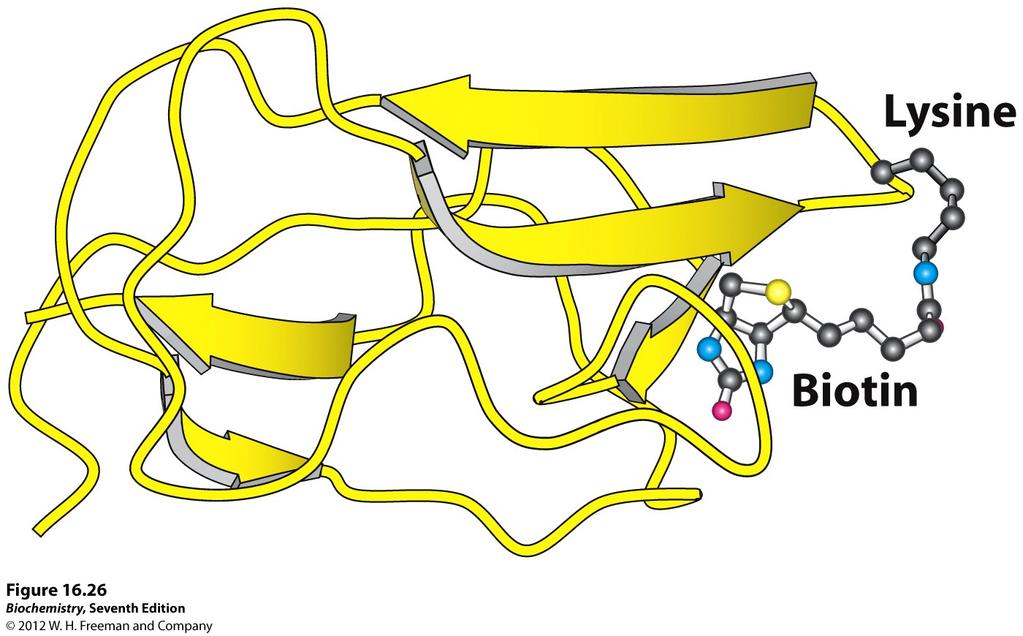 Biotin-binding domain of pyruvate carboxylase; biotin is