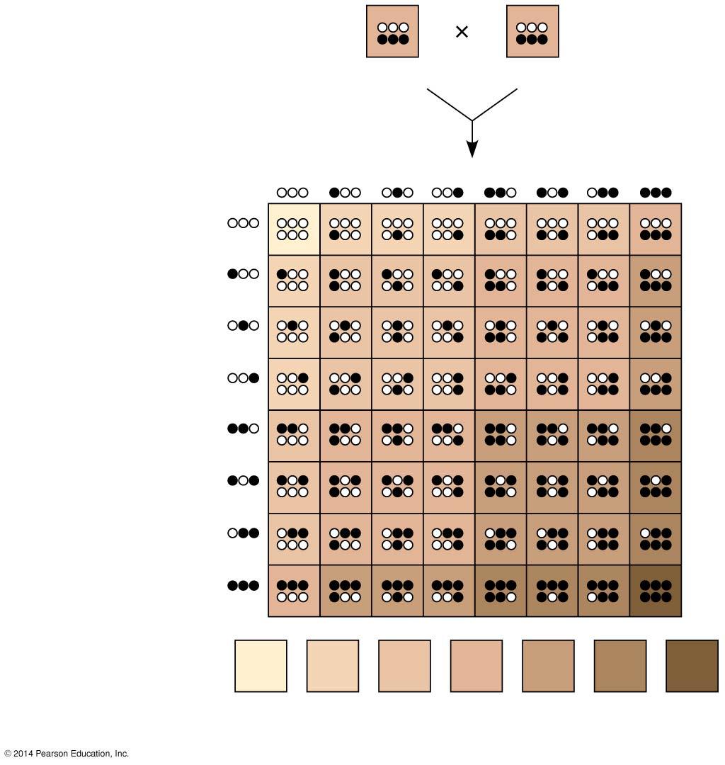 Figure 11.13 Do you think 3 loci is realistic for skin color?