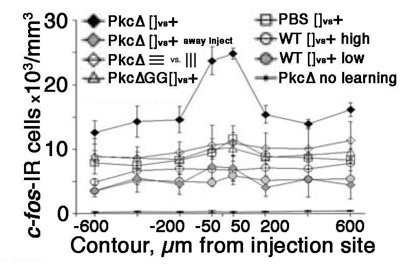 Fig. 3. Increased activity in the genetically-modified circuit during learning of a new image set after gene transfer.