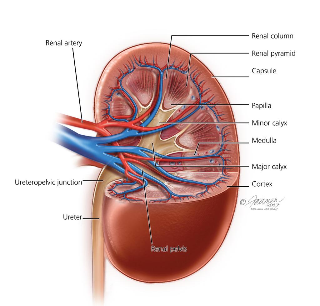 GET THE FACTS What do the Kidneys do? What is a Kidney Mass?