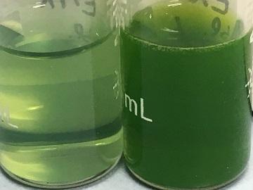 EMR vs QuEChERS workflow PSA/C8 g Avocado (0 g spinach) + STD, ml water, 0 ml ACN (% acetic acid) in 0 ml centrifuge tube, shake min EMR 0 g Avocado (0 g spinach) + STD, 0 ml ACN (% acetic acid) in 0