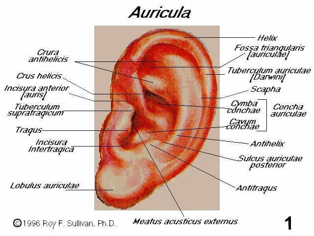Structures of the Outer Ear Auricle (Pinna) Collects sound waves Helps in sound