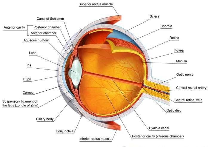 Diagnositic codes for cataract Code Description Code Senile incipient cataract H25.0 Senile nuclear cataract H25.1 Senile cataract, morgagnian type H25.2 Other senile cataract H25.