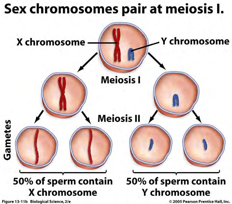 Male spermatogenic cells 50% of sperm get an X chromosome & 50% of sperm get a Y chromosome.