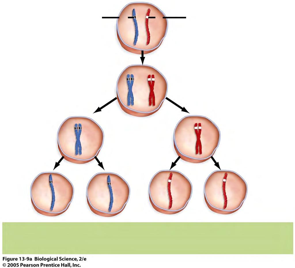 Segregation of alleles Alleles for pea shape segregate during