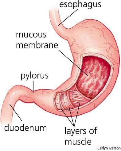 3. Stomach Muscular pouch that churns and mixes swallowed food with gastric juices, forming mixture called