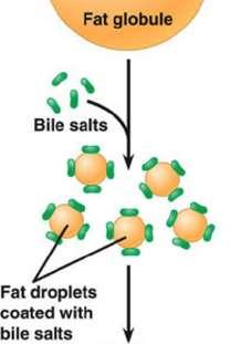 Liver Accessory Organs Produces & secretes bile which emulsifies fats Bile mechanically digests large fat