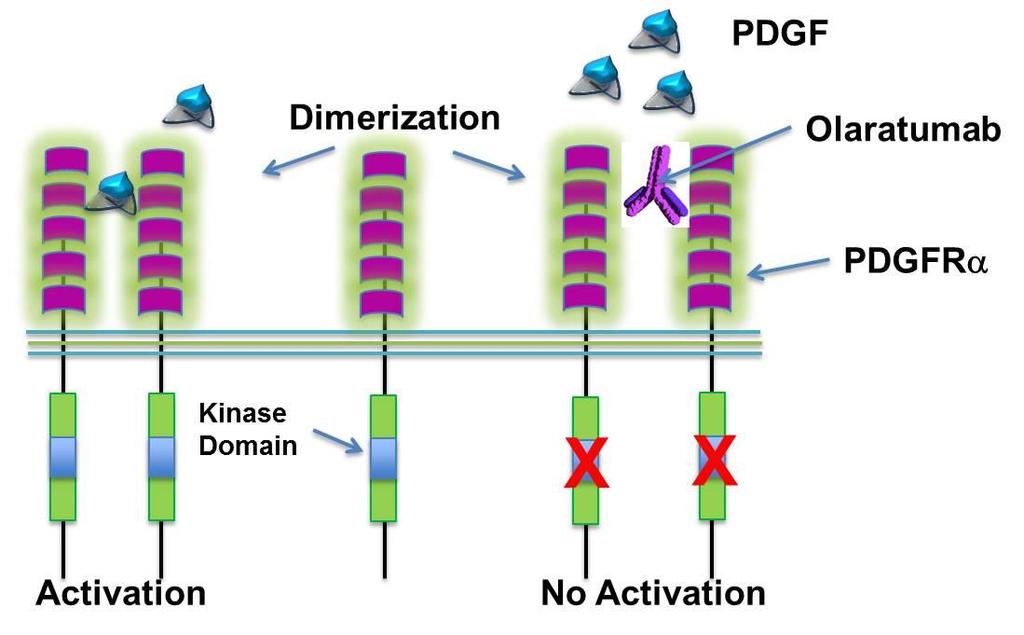 Olaratumab Fully human monoclonal antibody of immunoglobulin G class 1 (IgG1) that selectively binds PDGFRα Blocks PDGF binding and PDGF-induced PDGFRα activation Demonstrated activity in both in