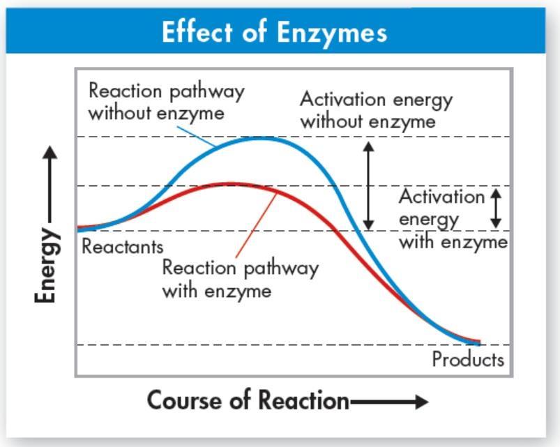 Enzymes lower activation energy and
