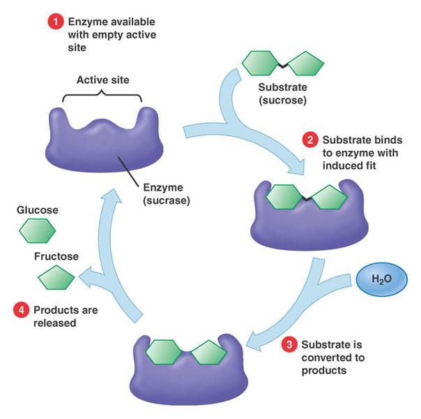 Enzymes are specific for the reaction they catalyze Every enzyme is unique and only fits a specific reactant (known as a substrate in enzyme catalyzed