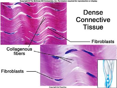 21 Fibroblast Collagen fibers