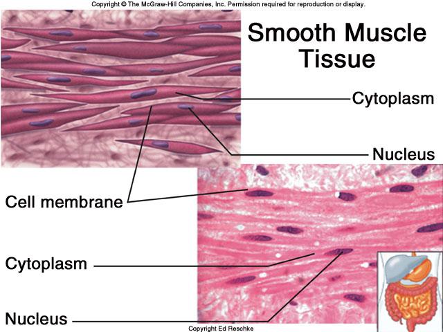 Smooth Muscle Cardiac Muscle