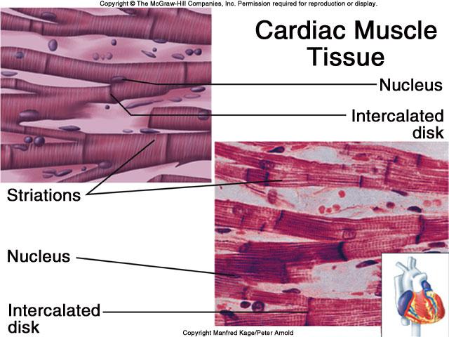 Section Smooth Muscle