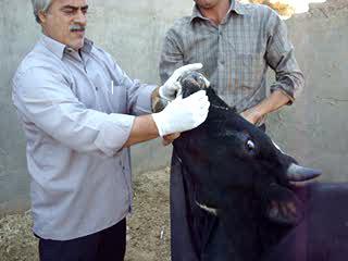 FMD a global threat to livestock productivity Natural cases of type O