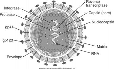 Figure 38-02 Human immunodeficiency virus (). Within the core capsid, the diploid, single-stranded, positive-sense RNA is complexed to nucleoprotein.