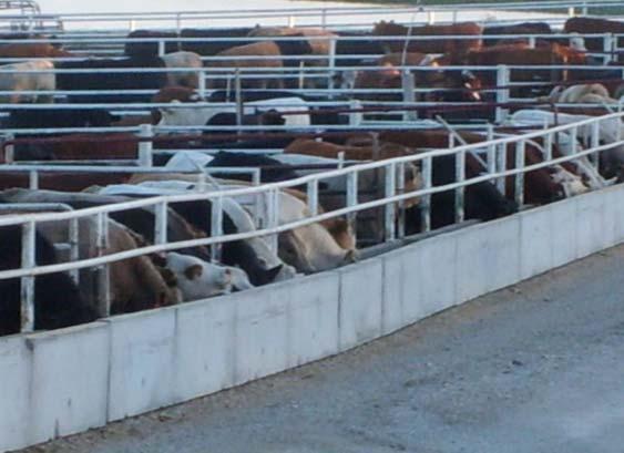 groups Within block, randomly allocated to treatments 25 heifers