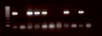 111 4.3 Results 4.3.1 Genotyping Figure 4.3-1: Representative gel of PCR products.