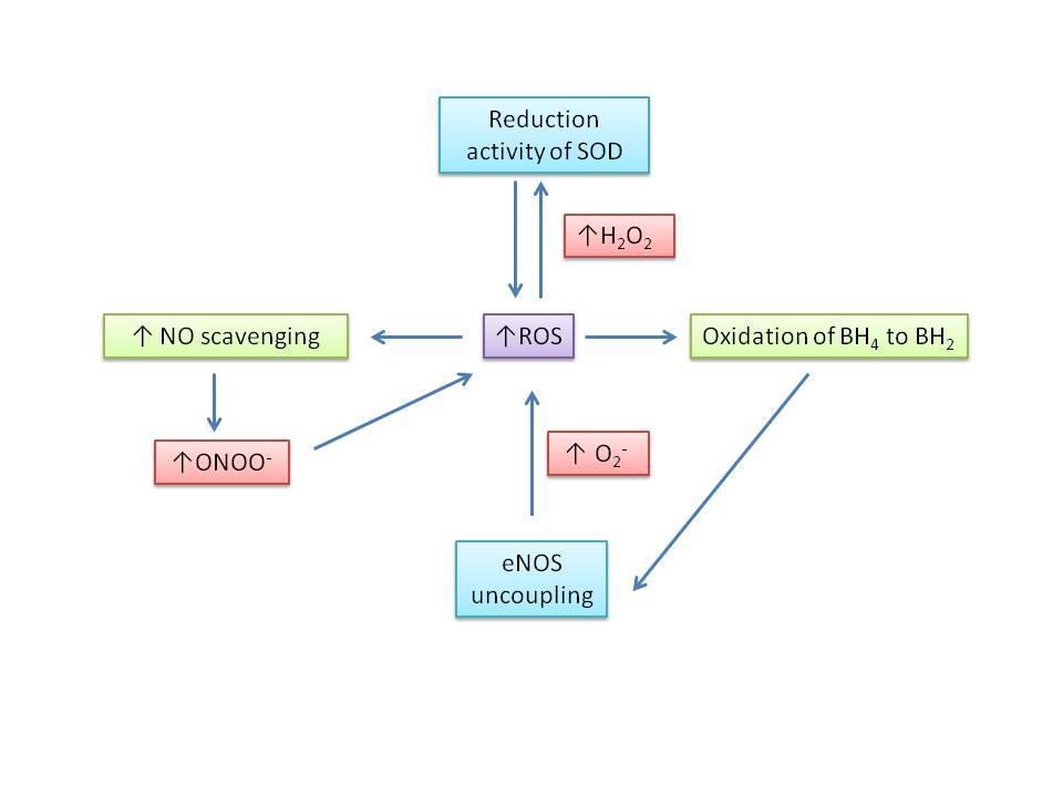 35 Figure 1.3-3: Mechanisms of ROS induced endothelial dysfunction. Schematic representation of the development of ROS induced endothelial dysfunction and reduced NO bioavailability.