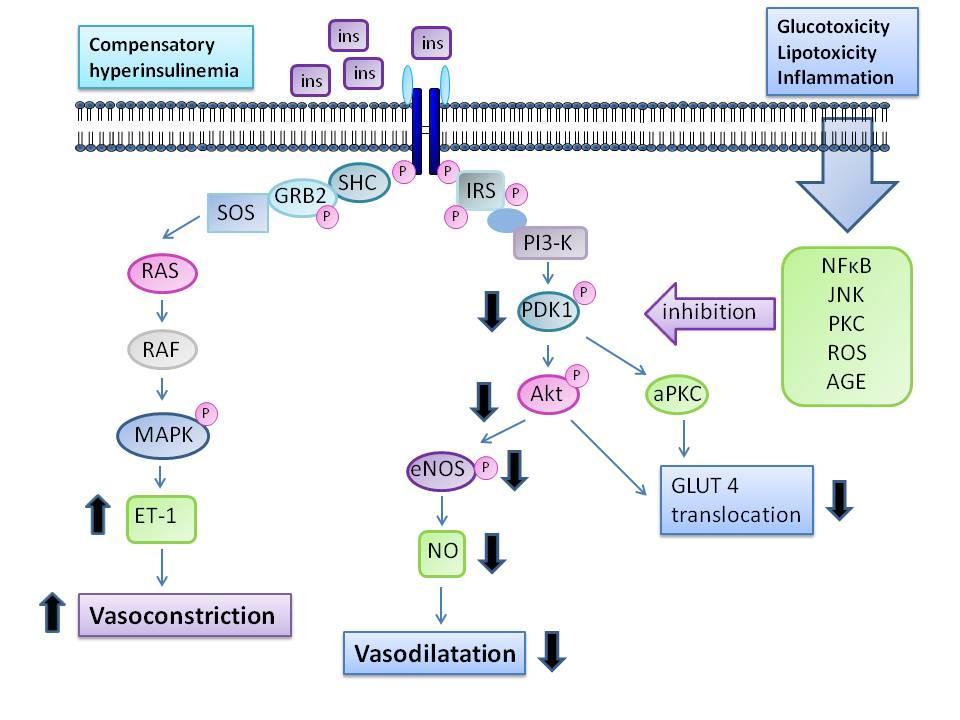 68 Figure 1.9-2: Pathway specific insulin resistance. Adapted from Muniyappa and Quon [258].