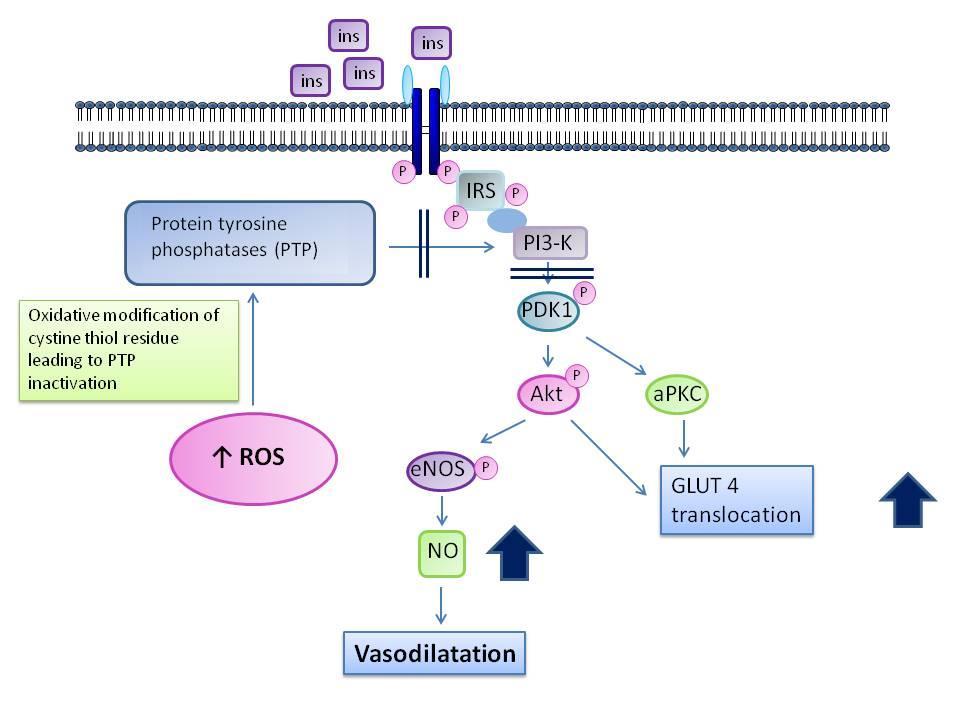 72 Figure 1.10-1: Reactive oxygen species and enhanced insulin signalling via interaction with PTP.