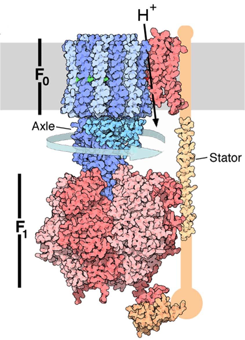 Complex V: ATP synthase -