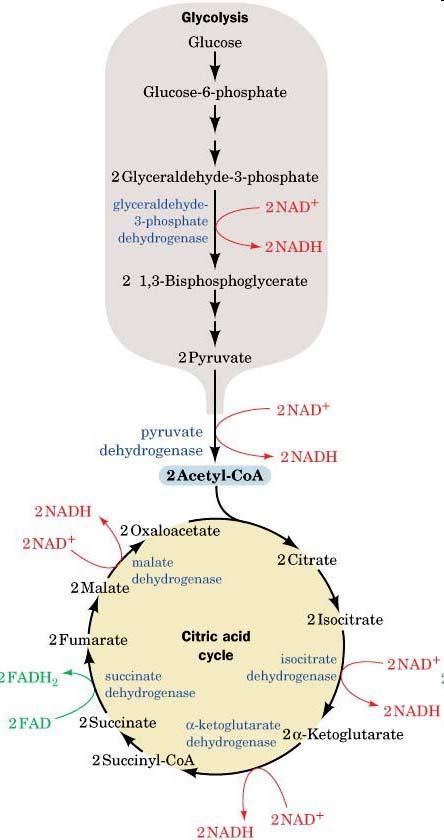 Oxidative Phosphorylation - In Glycolysis and the citric acid cycle, we ve made a lot of reduced cofactors NADH
