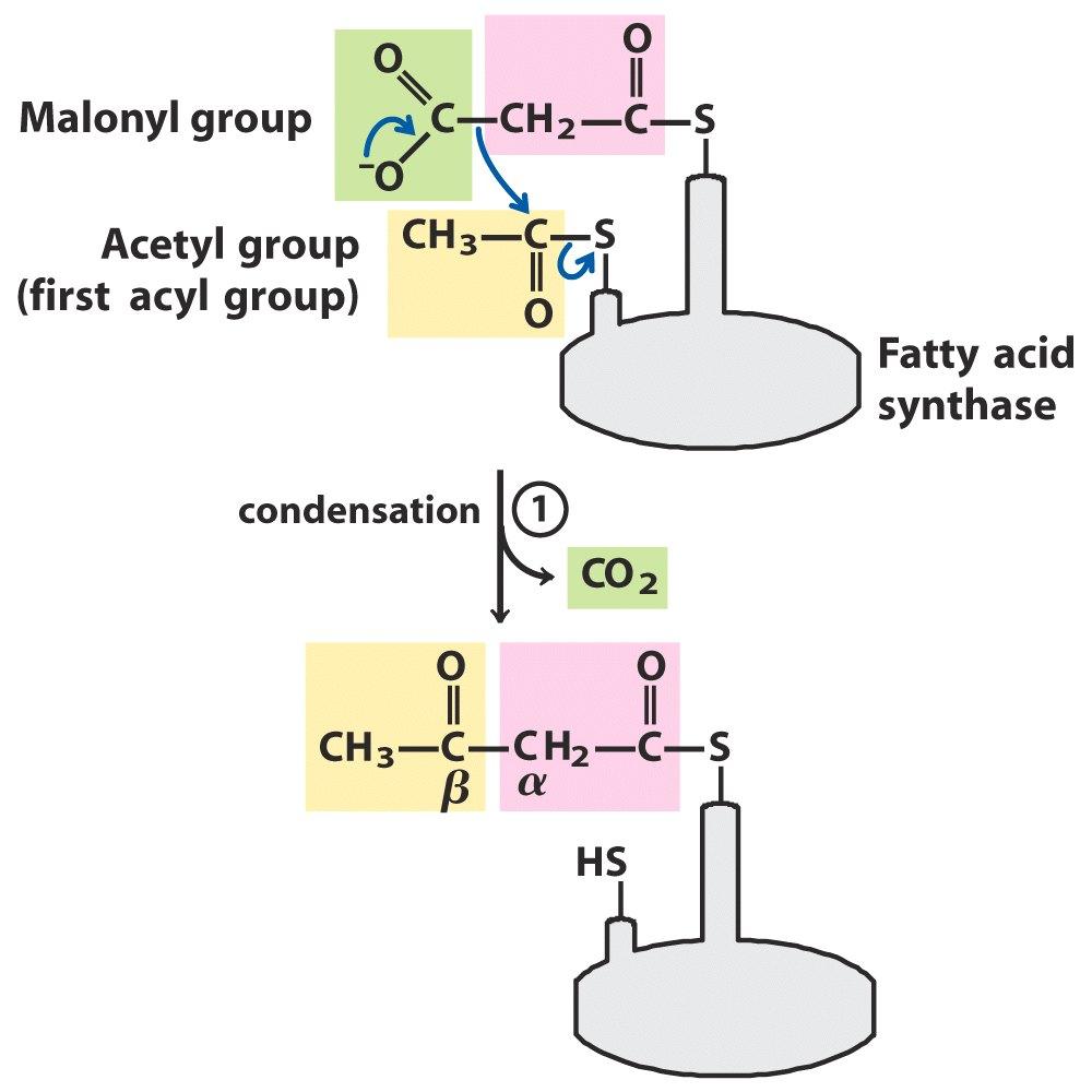 Fatty Acid Synthesis,