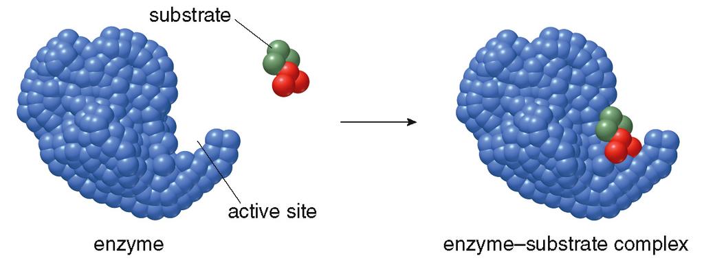 Enzymes! Characteristics of Enzymes! NAD + is the cofactor (coenzyme) that oxidizes lactate to pyruvate with the aid of the enzyme lactate dehydrogenase: Enzymes! How Enzymes Work!