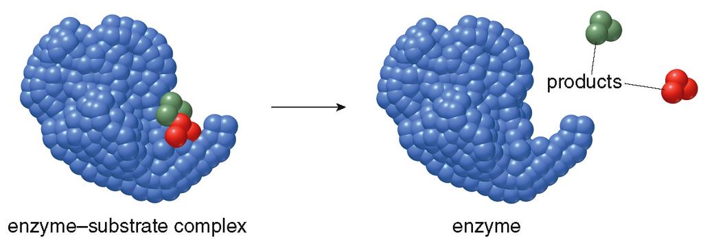 Once the reaction has occurred, the catalyst released the product(s). Enzymes! How Enzymes Work! Two models have been proposed to explain the specificity of a substrate for an enzyme s active site.