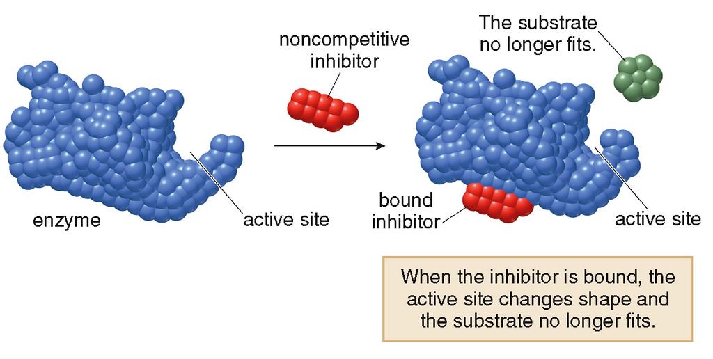 Enzymes! Enzyme Inhibitors! An inhibitor bonds to the enzyme and alters or destroys the enzyme s activity. Enzymes! Enzyme Inhibitors! An example of a noncompetitive inhibitor: This inhibition can be reversible or irreversible.