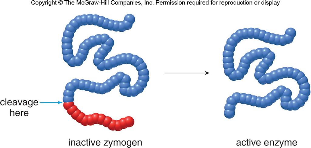 A competitive inhibitor has a shape and structure similar to the substrate, so it competes with the substrate for binding to the active site. &*! &"! Enzymes! Zymogens!