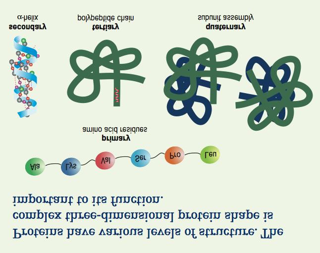 Physical and chemical agents may destroy these three-dimensional protein shapes, changing the nature of the protein. Such changes are called denaturation.