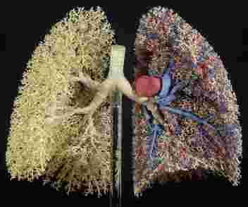LUNGS: THE ORGAN OF RESPIRATION Vulnerability of children to environmental exposures Children are especially vulnerable to the effects of pollutants Breathe more air relative to body weight Greater