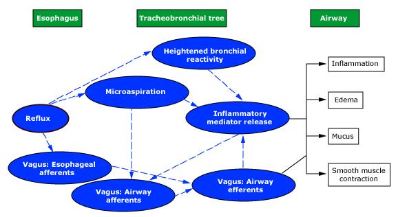 Mechanisms of esophageal