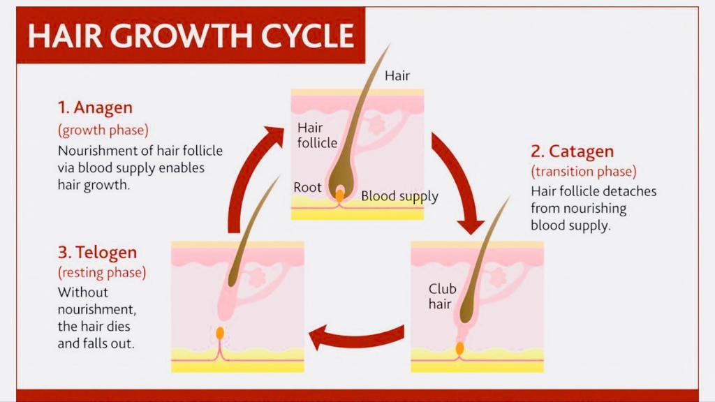 TELOGEN EFFLUVIUM Increased shedding of otherwise normal telogen hairs in response