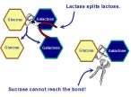 substrate, and continues this process until the subtarte is all broken down End in ase Work with only certain substrates Lactase