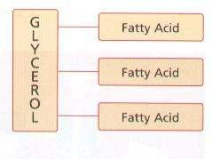 Lipids Fats, Oils, Waxes, Phospholipids, and Steroids.