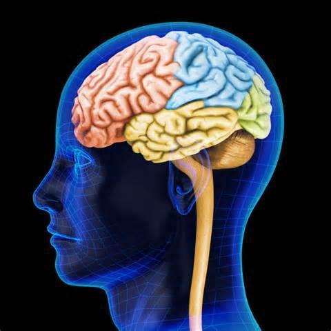 Regions of the Brain Outside Surface Frontal Lobe Organization Planning Reasoning Impulse Control Attention Insight Social Skills Movement