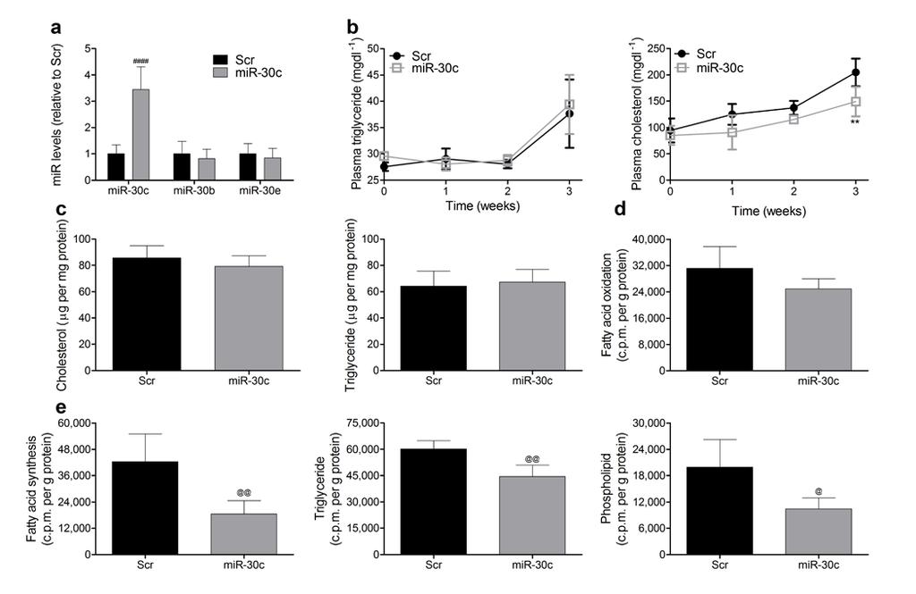Fig S7: Effect of lentivirus mediated expression of mir-30c in male MTTP fl/fl mice. Mice (5/group; 8 weeks old) were injected with different lentiviruses and started on a Western diet.