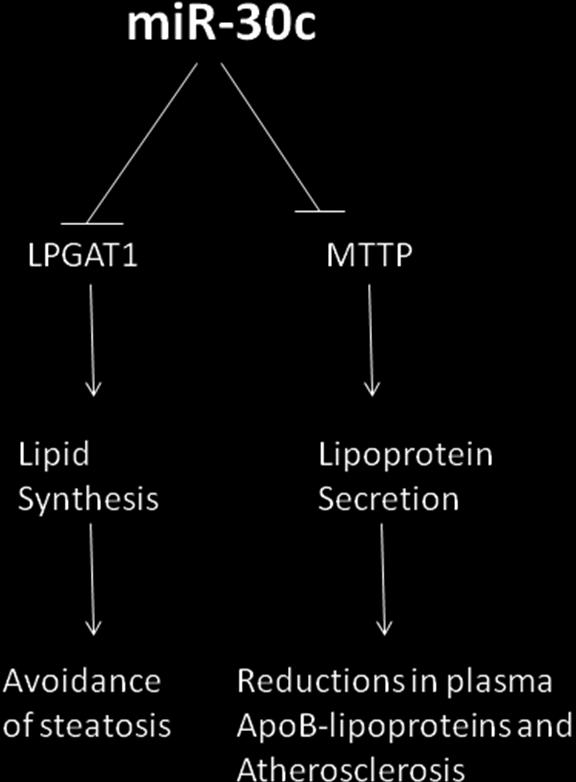 synthesis and lipoprotein secretion.