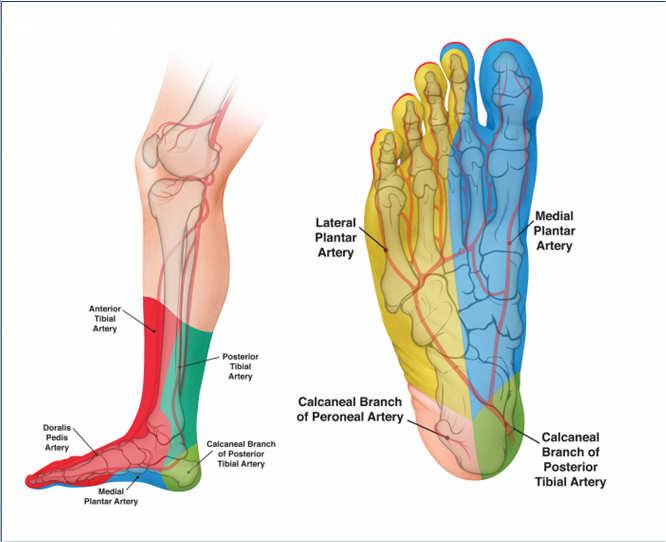 Angiosomes of the Foot Method