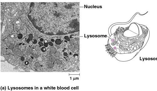 Lysosomes 1960 1974 white