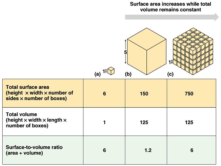 Cell Size As cell size increases, the SA to V ratio decreases Rates of chemical