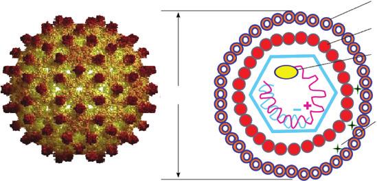 Virusinių hepatitų perdavimo rizikos metodinės rekomendacijos HBsAg HBcAg DNR polimerazė 42 nm HBeAg 1 